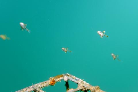 Photo sous-marine poissons sortant d'une Biohut (module en acier rempli d’un «substrat coquillé» entouré de modules refuges)